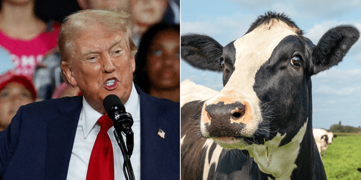 Donald Cow Donald Trump makes bizarre claim cows will eventually replace people if ...