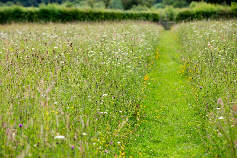 Desire path through a meadow (Matt Pitts/Plantlife/PA)