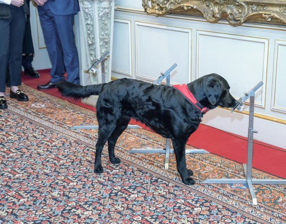 Detection dog Plum during a demonstration at a reception hosted by the Queen