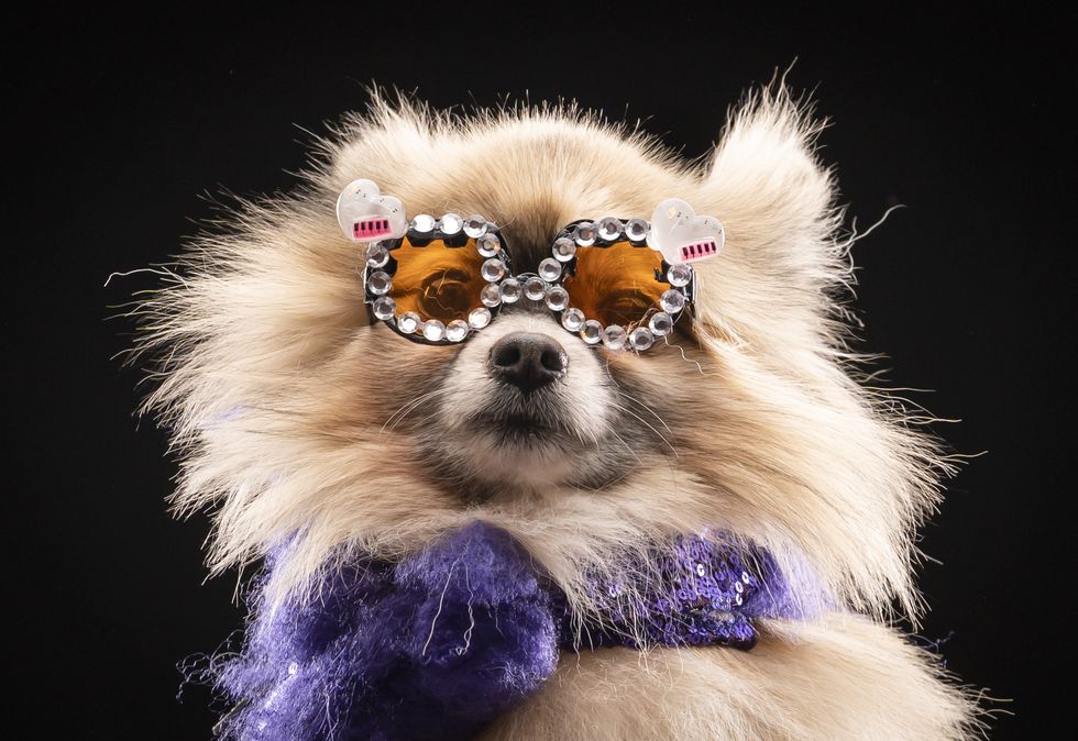 Pomeranian dressed as Sir Elton John stars at Oscar-themed dog pageant