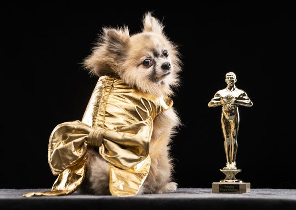 Dexter the Pomeranian dog models a design inspired by a golden Oscar