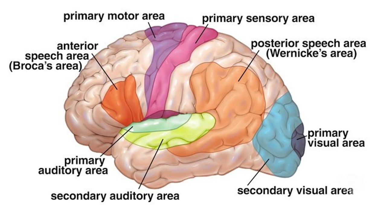 Scientists make discovery that shows our brains are more powerful than we realised