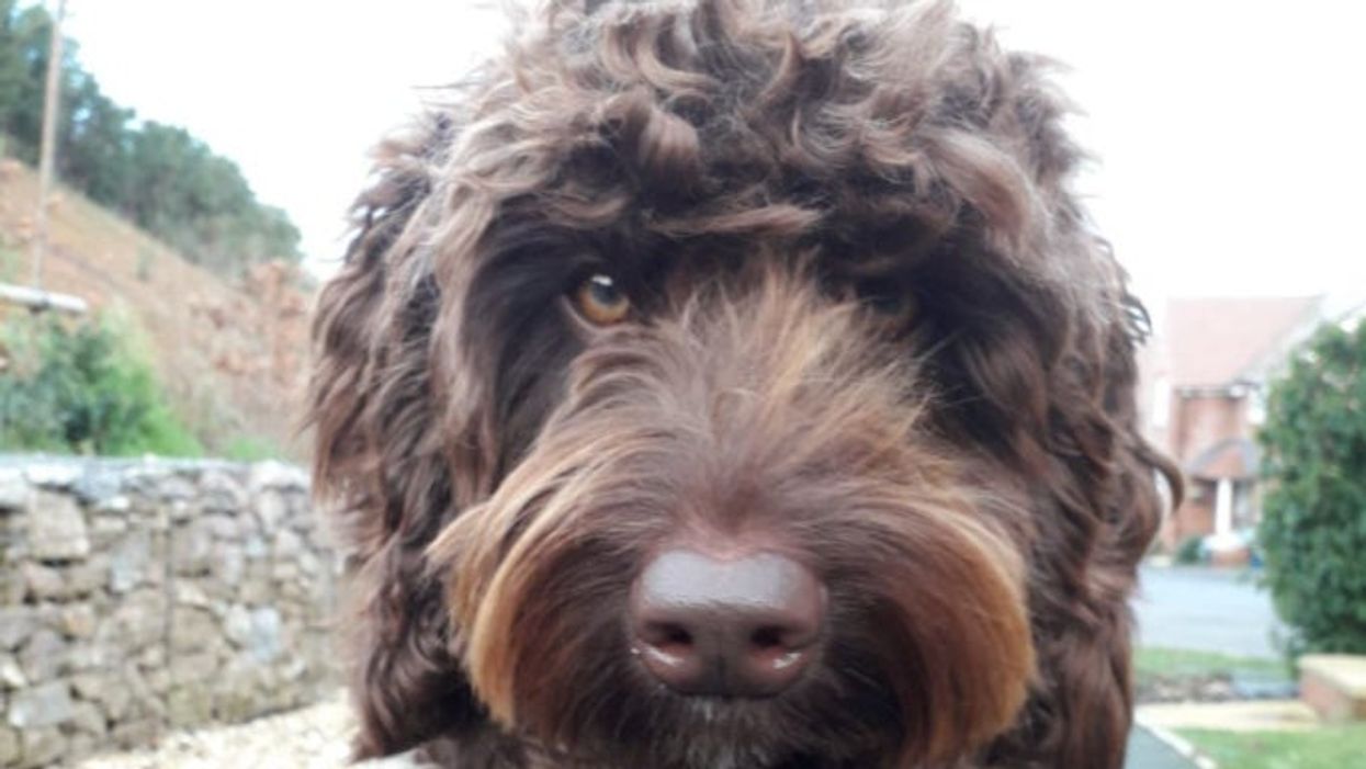 <p>Digby the “defusing” dog has been praised online</p>
