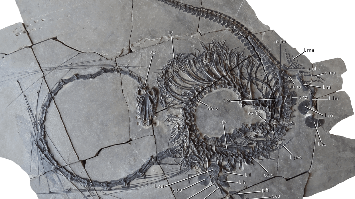 Experts Reveal What 240 Million year old Fossilised Chinese Dragon experts-reveal-what-240-million-year-old-fossilised-chinese-dragon