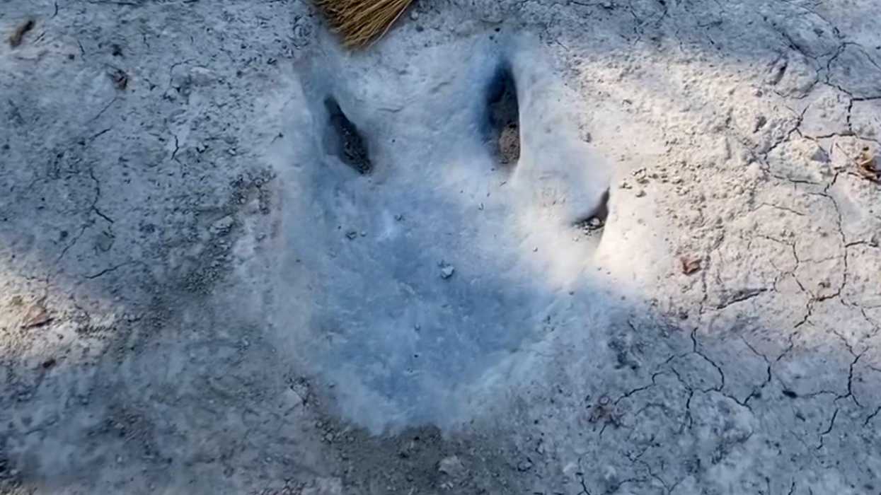 Perfectly preserved dinosaur tracks discovered because of severe drought