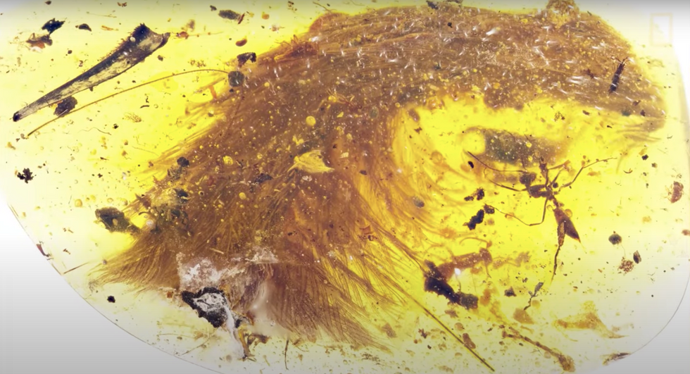 Scientist discovers dinosaur tail preserved in amber at a marketplace Scientist discovers dinosaur tail preserved in amber at a marketplace
