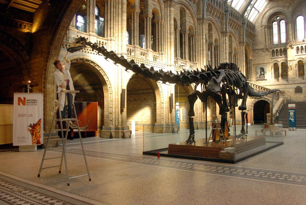 Dippy the Dinosaur to return to Natural History Museum