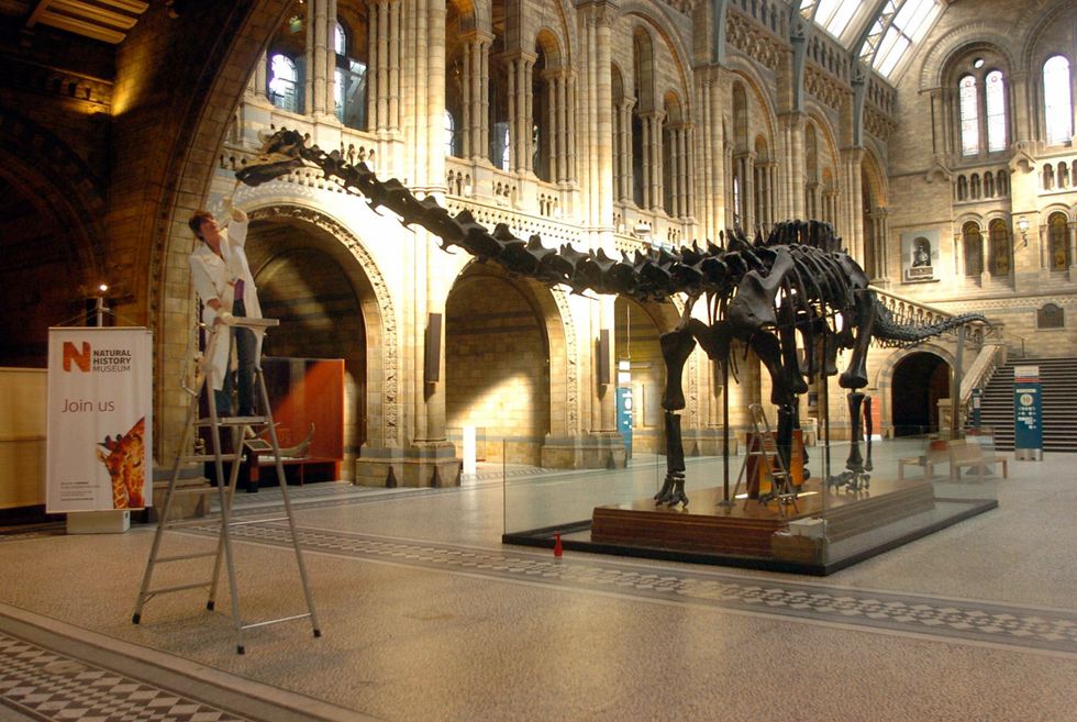 Dippy the Dinosaur to return to Natural History Museum