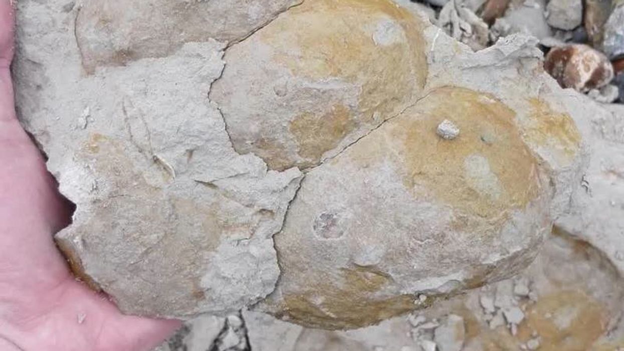 Ancient mammals all had the same colour fur for this unlikely reason