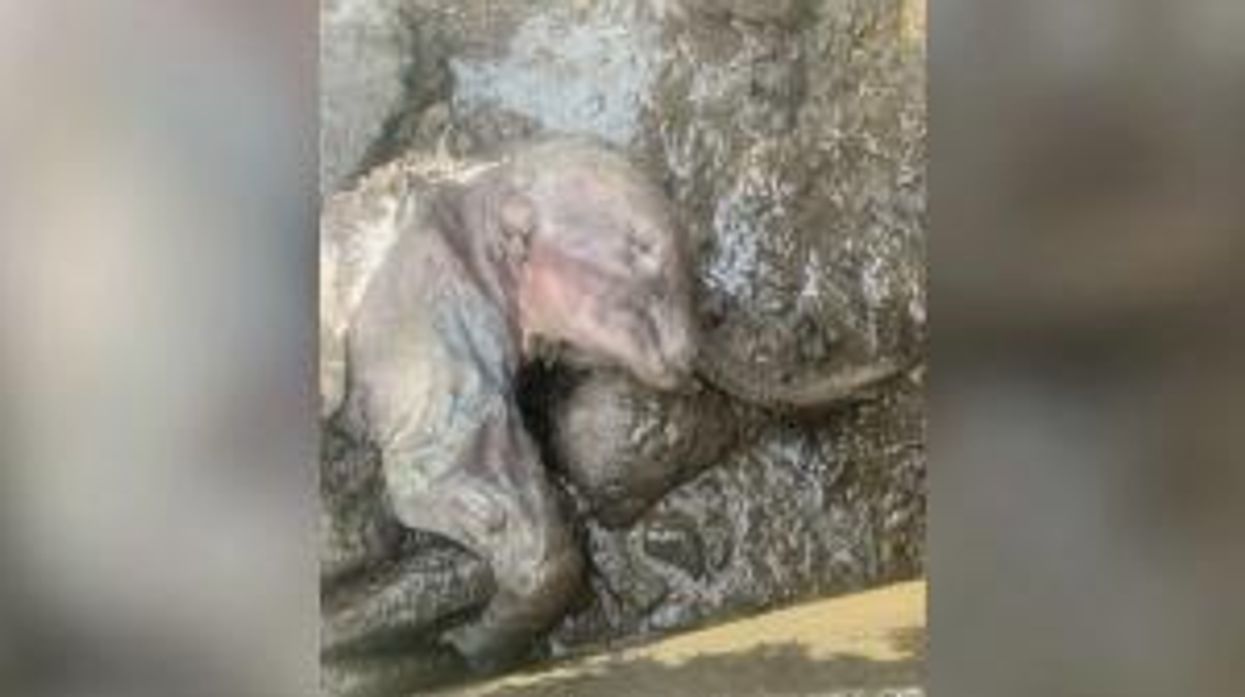 Are the CIA trying to resurrect woolly mammoths?