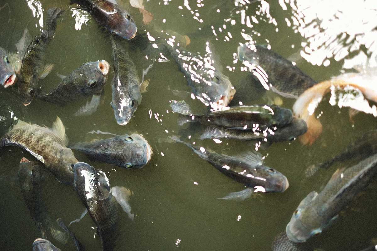 Disturbing fish with 'human teeth' discovered in deep ocean