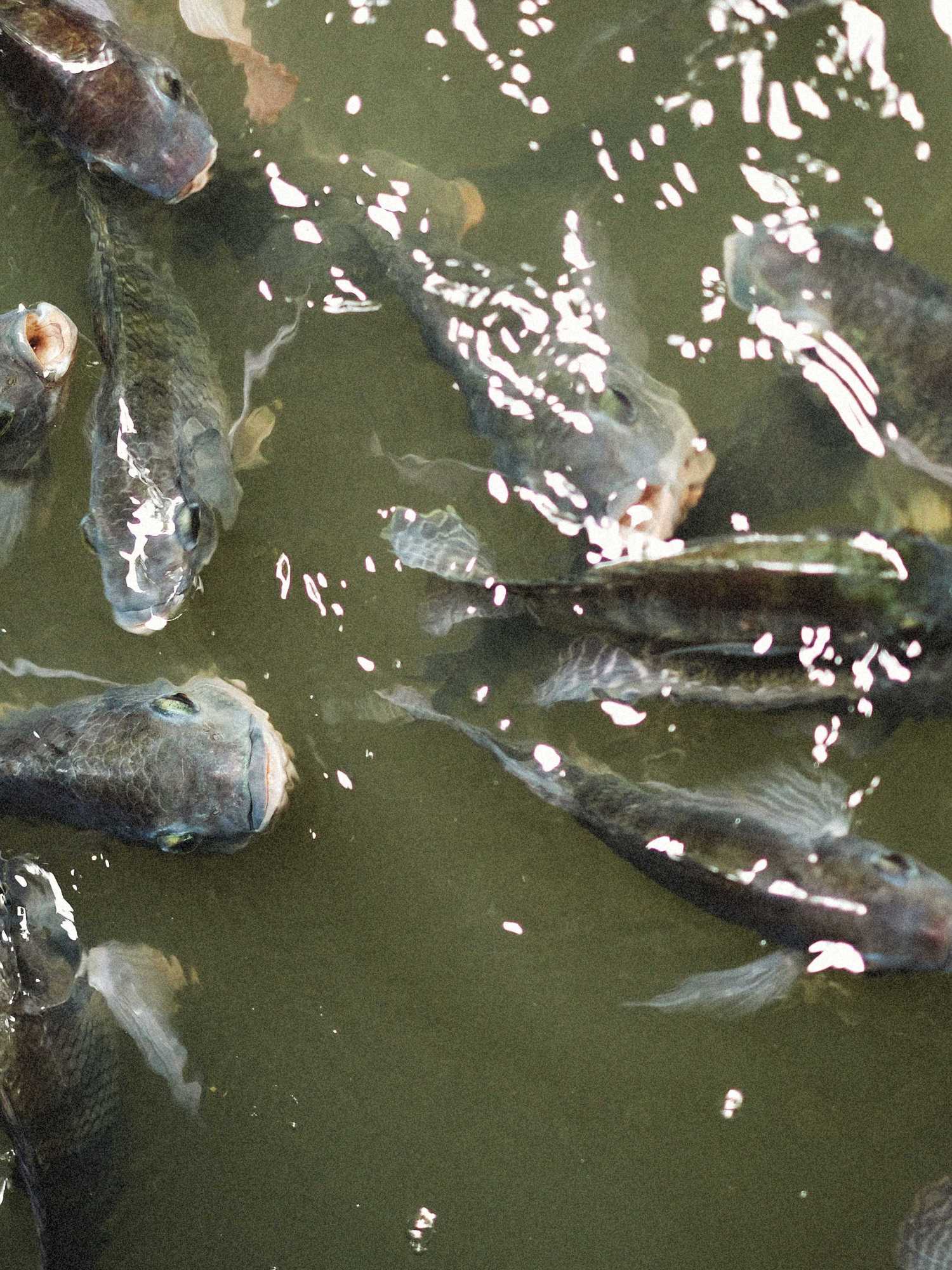 Disturbing fish with 'human teeth' discovered in deep ocean