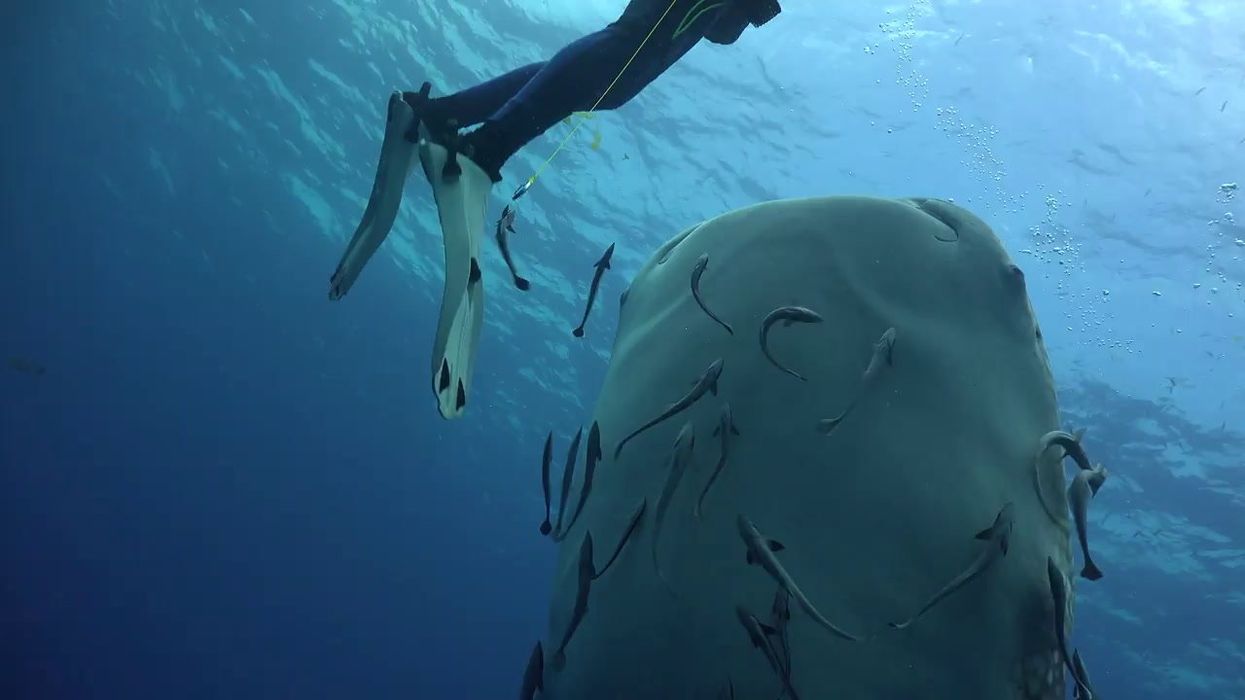 People are just discovering that sharks have teeth covering their eyeballs