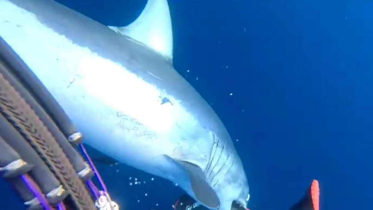 Three tonnes worth of drugs found in Pacific Ocean dubbed ‘Cocaine Shark’