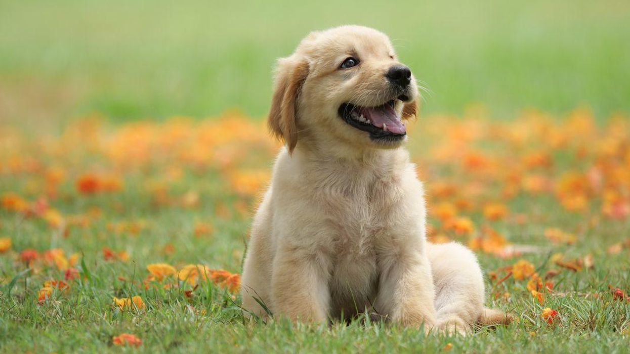 If your dog shows these behaviours your partner might be cheating