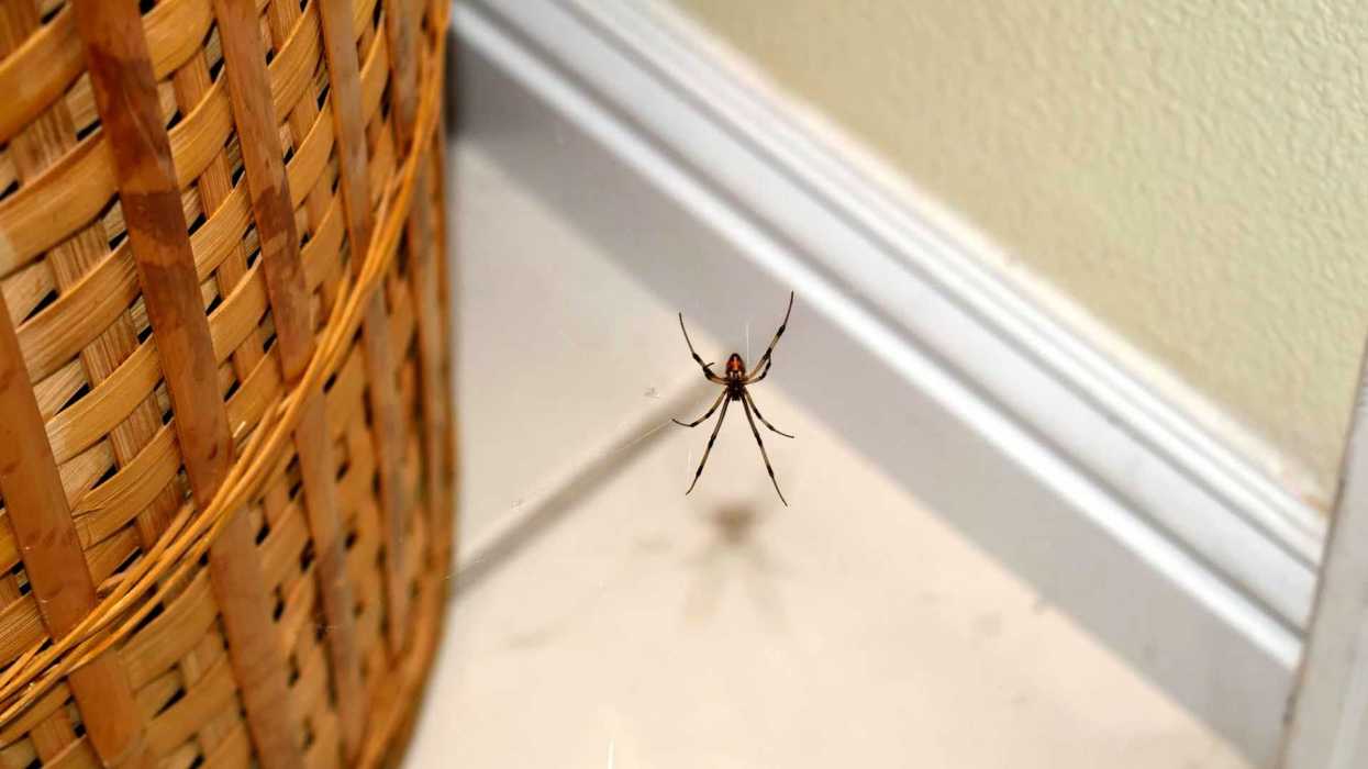 It’s officially spider season – and apparently the colour of your walls could be inviting them in