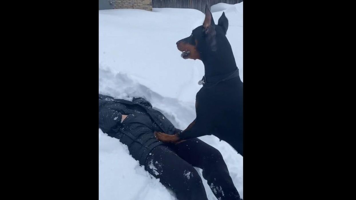 Two inseparable homeless dogs got married in a chapel with a bubble machine