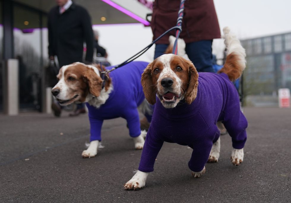 Dogs wearing colourful coats and scarves descend on Birmingham for Crufts 2024