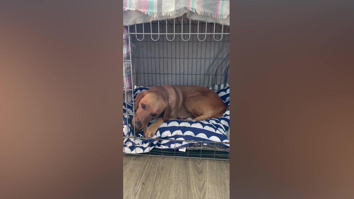 Heartbreaking picture shows why you should only build a bonfire shortly before lighting it