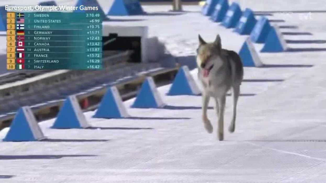 The Winter Olympics dog is the breakout star of the games: 'Someone get him a medal'