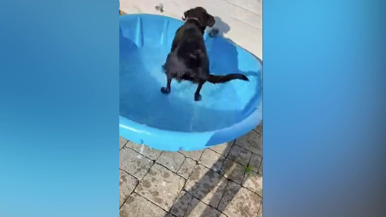 Dog gets ridiculously over-excited when he realises he has a paddling pool