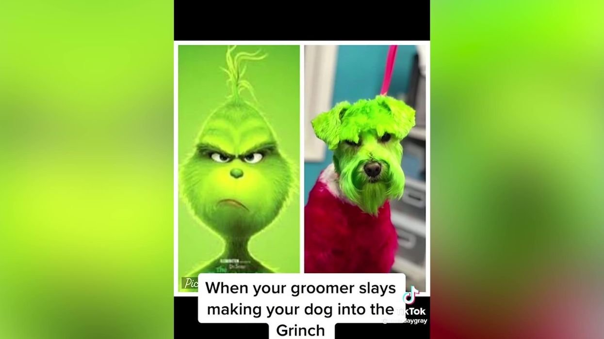 Dog gets transformed into The Grinch during festive trip to the groomer