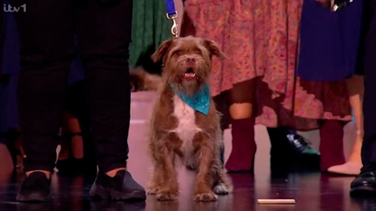 Adorable rescue dog gives own acceptance speech at the NTAs