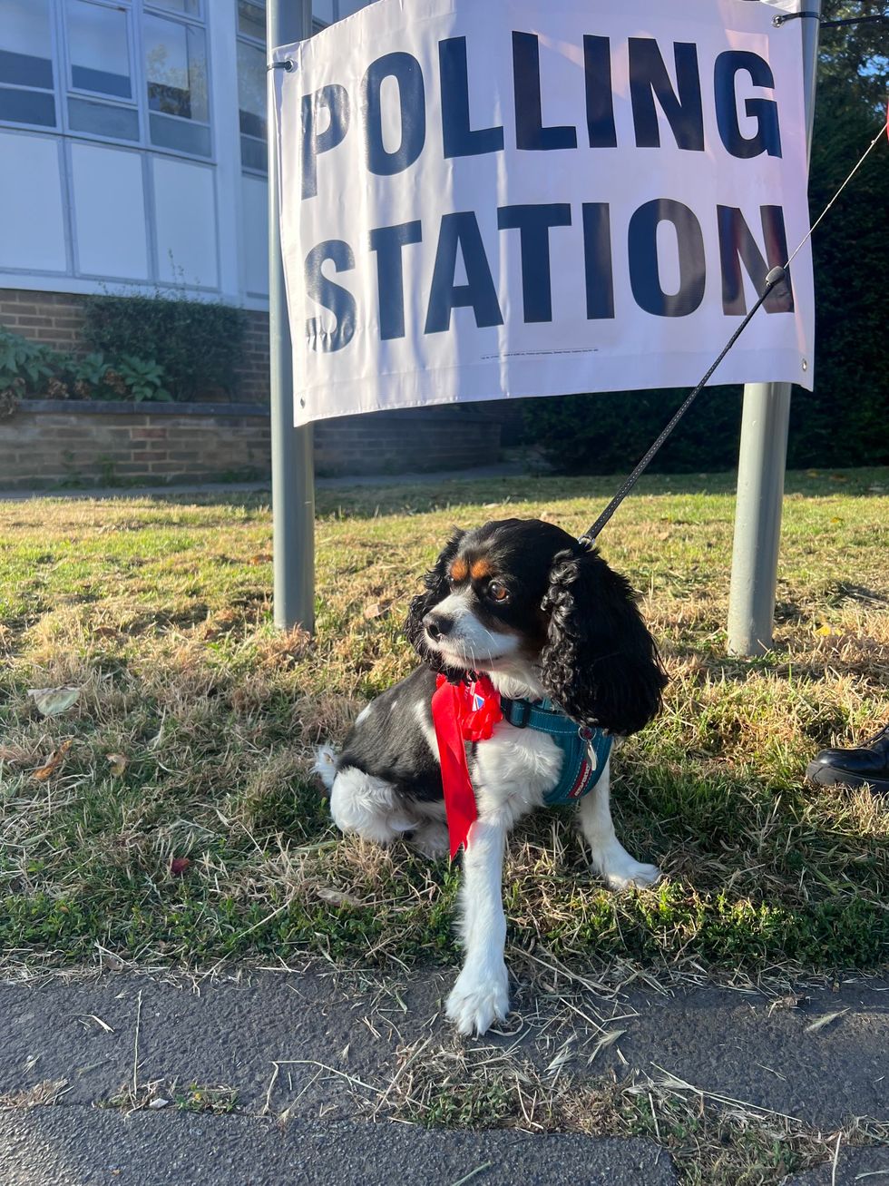Dog in front of polling station sign