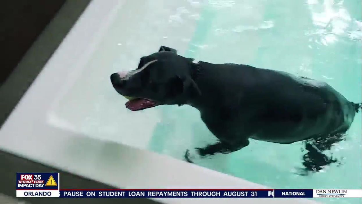 Dog named 'Faith' waiting to be adopted for more than 1,200 days