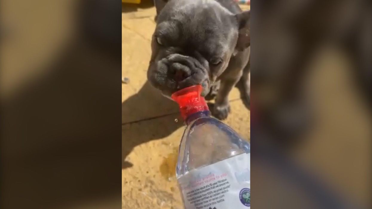This dog only drinks bottled water costing his owner £40 a month