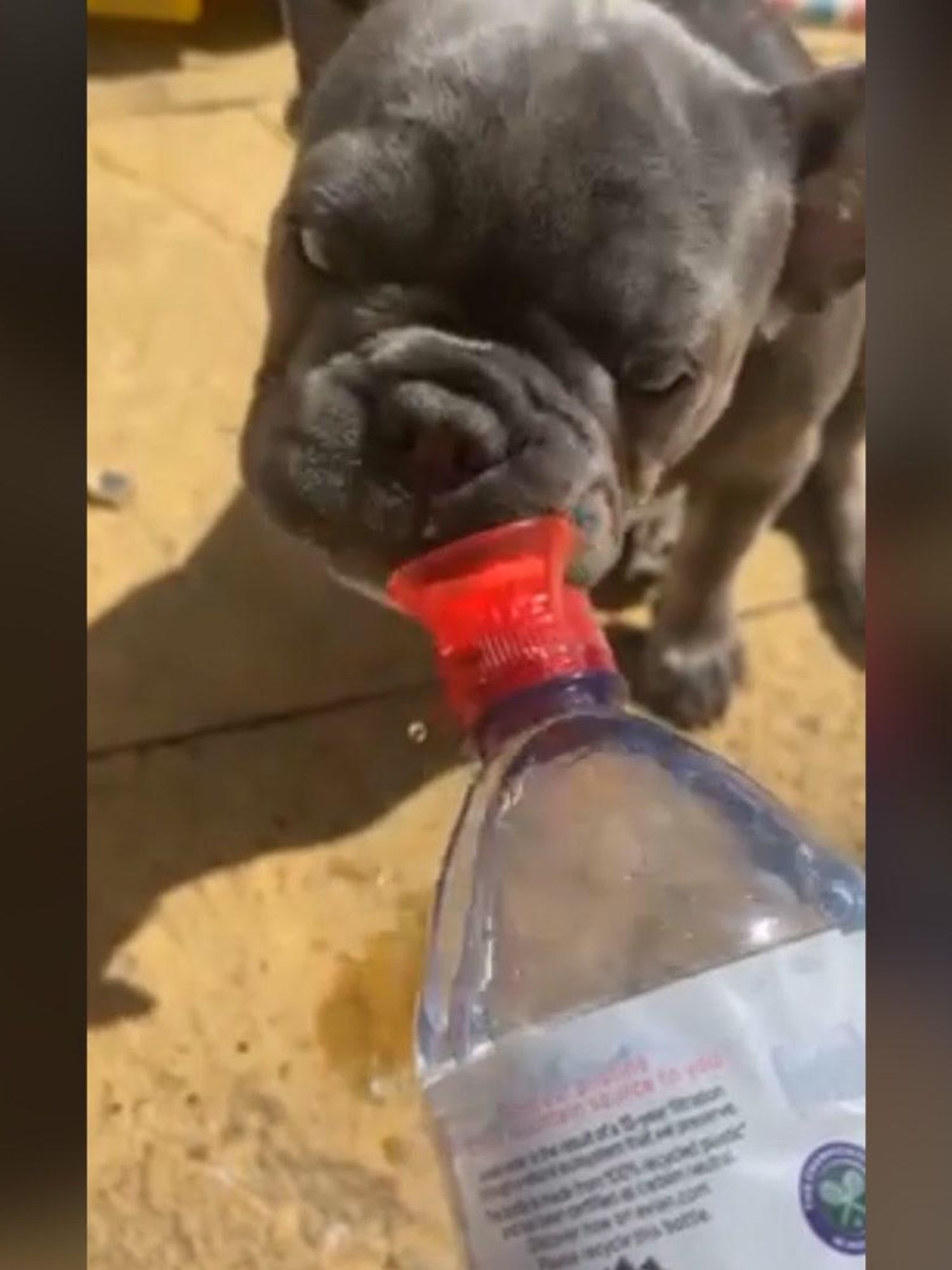 Dog only drinks bottled water