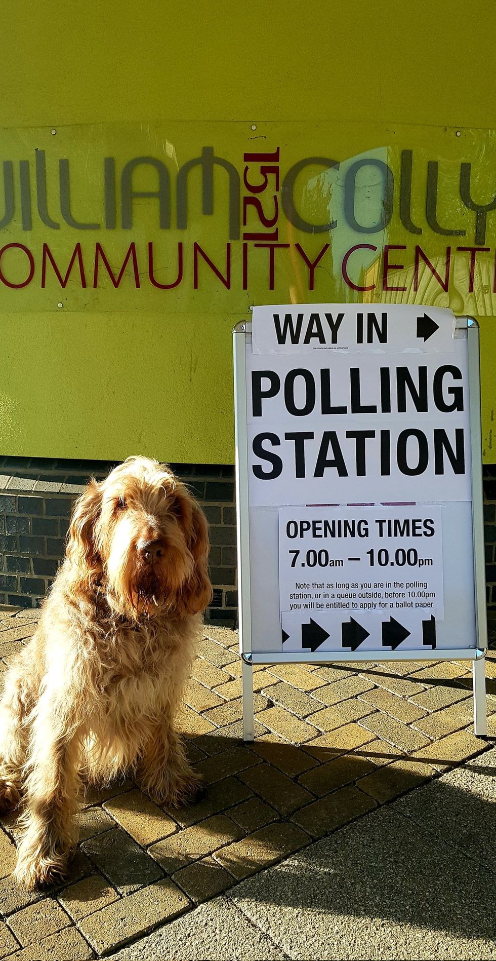 Dog outside polling station