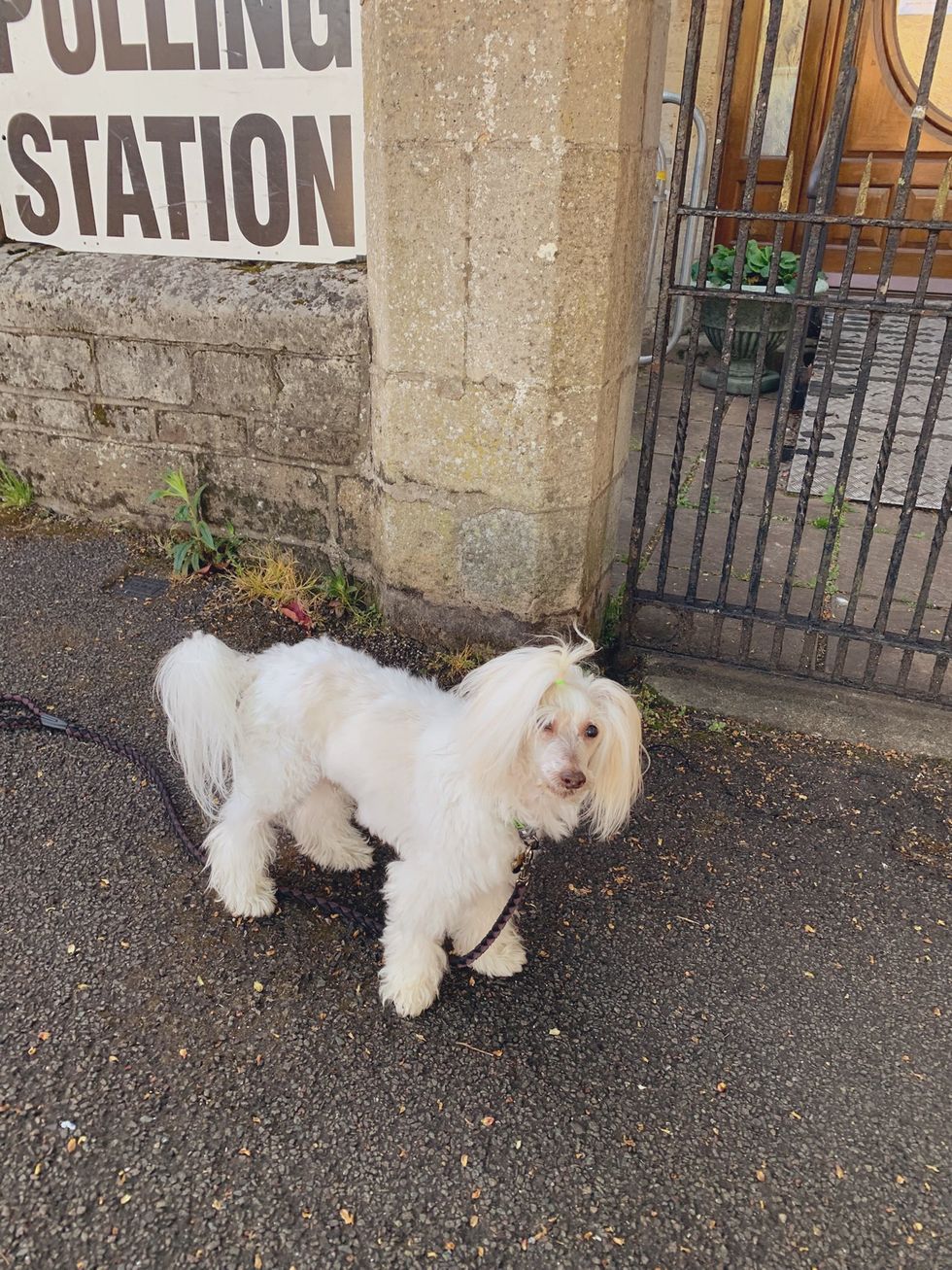 Dog outside polling station