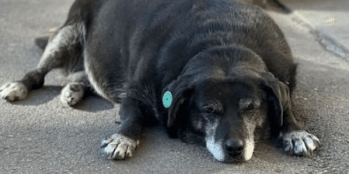 Fat Dumpy Tree Dog Fat stray dog gets rave reviews after being made a landmark on Google ...