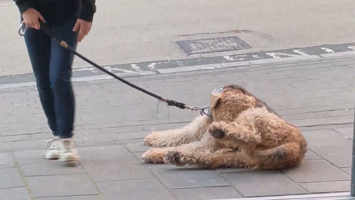 Cheeky pup goes viral for refusing to walk past pub without going for a pint