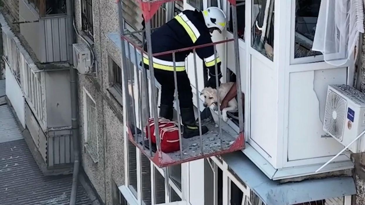Video of service dog's final flight leaves people emotional