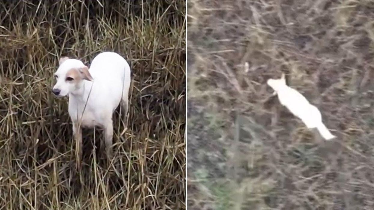 Dog in danger of drowning rescued by sausage dangling from drone