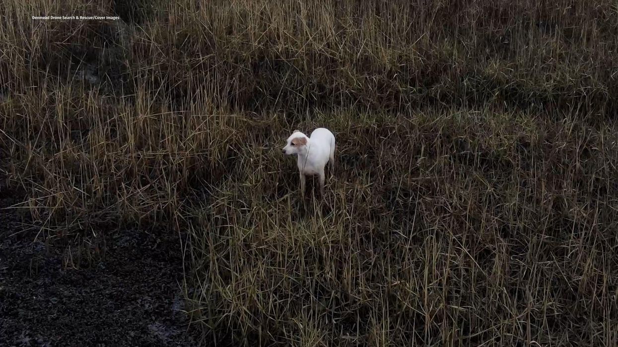 Rescuers save stranded dog with sausage attached to drone