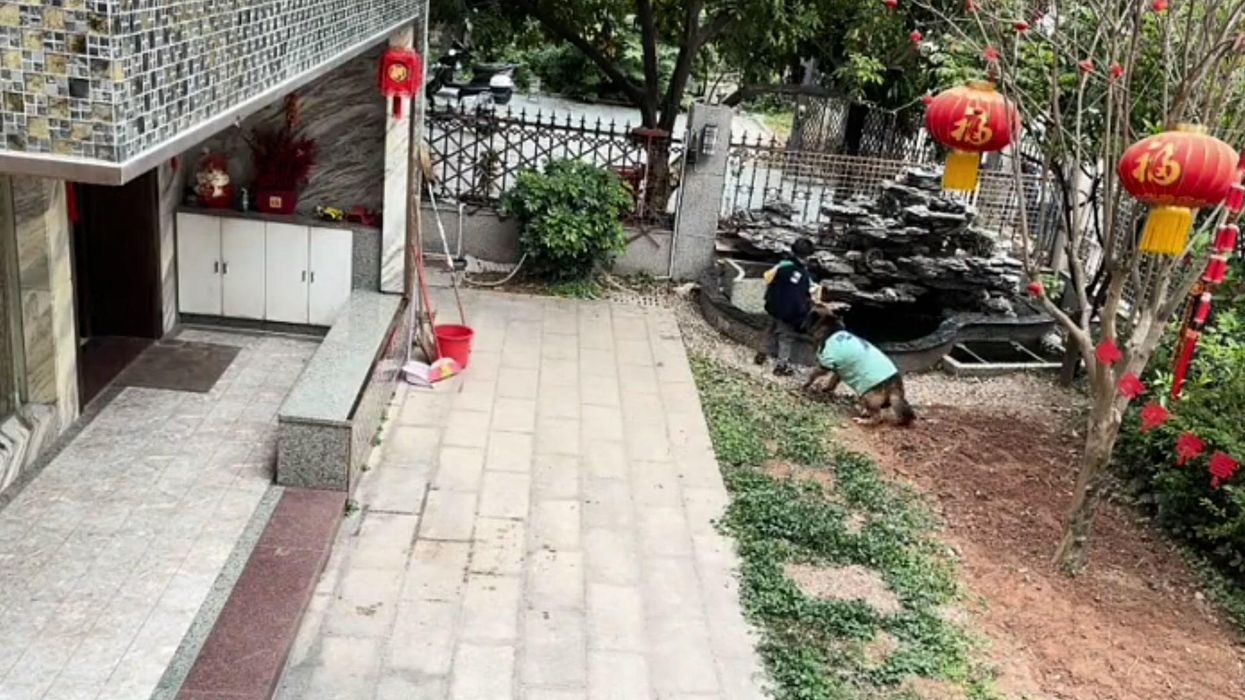 Miracle moment dog saves boy from falling into pond before rescuing his ball