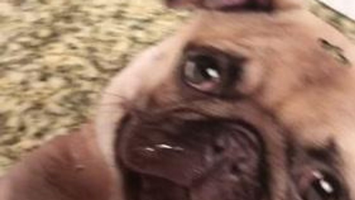 Dog's reaction to seeing a cardboard mask of itself goes hilariously wrong