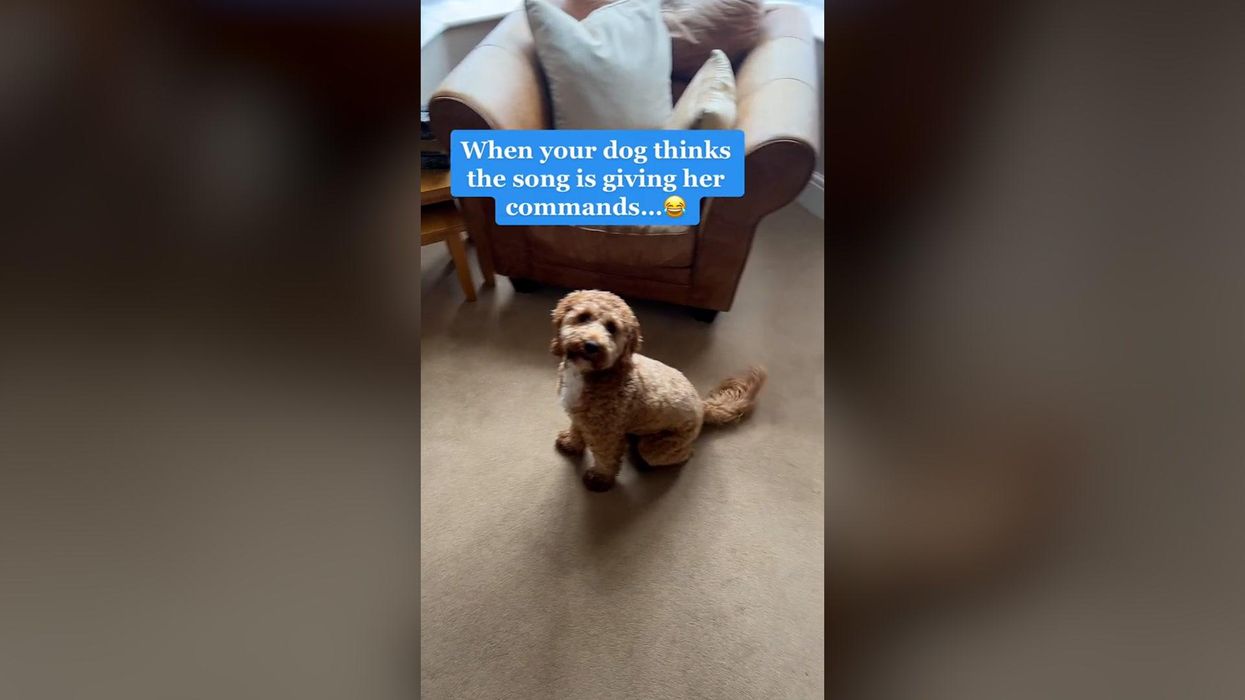 Dog thinks 'Total Eclipse of the Heart' is giving her commands and it's too cute