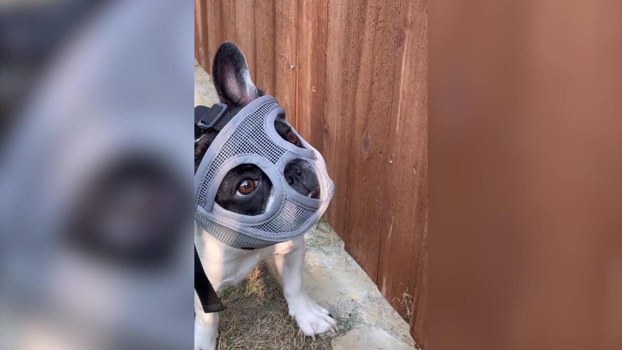 Dog made to wear Hannibal Lecter mask to ‘stop eating bugs like they’re Skittles’