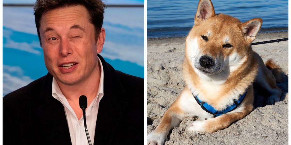 Dogecoin price rockets by 33% after Elon Musk changes Twitter logo ...
