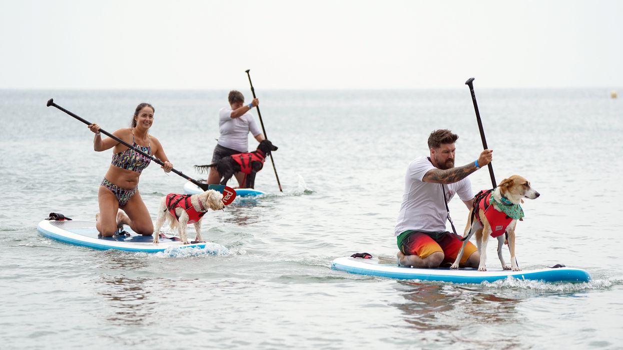Dogs and their owners took to the sea on Sunday morning in the annual Dogmasters competition (Andrew Matthews/PA)