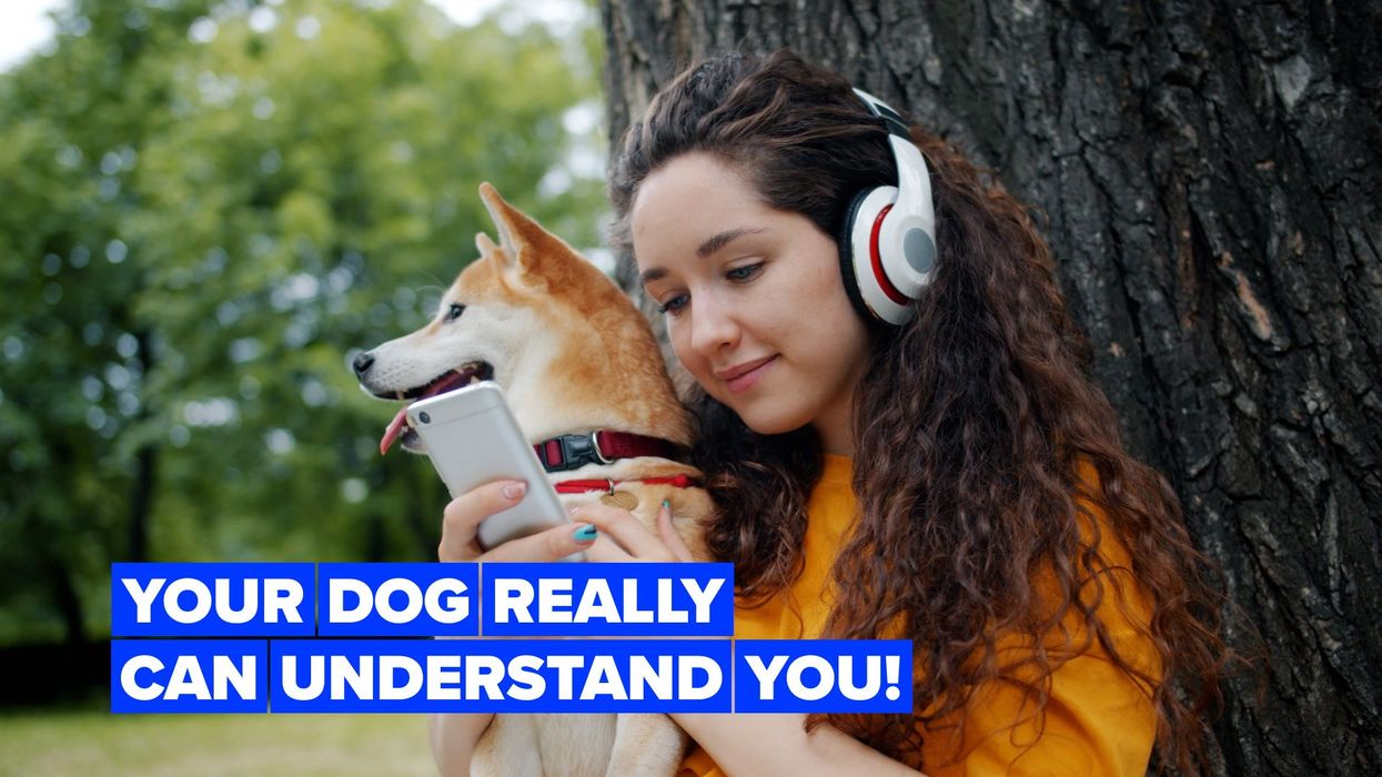 Who is Lufy – the internet's favourite pup who has found his forever home?