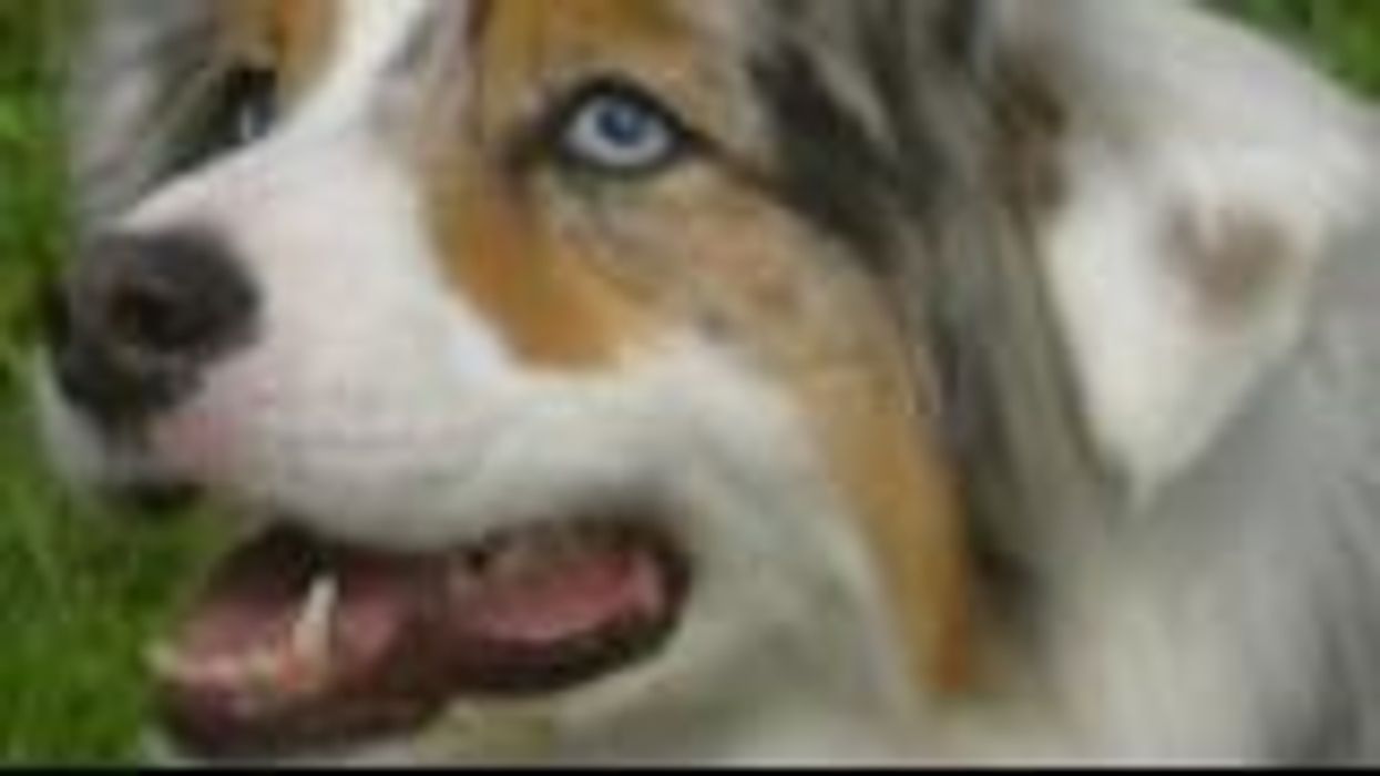 Dog mocks owner's laugh - and it may be the best thing you see on the internet today