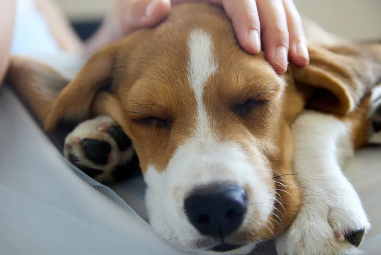 Can A Dogs Red Rocket Get Stuck