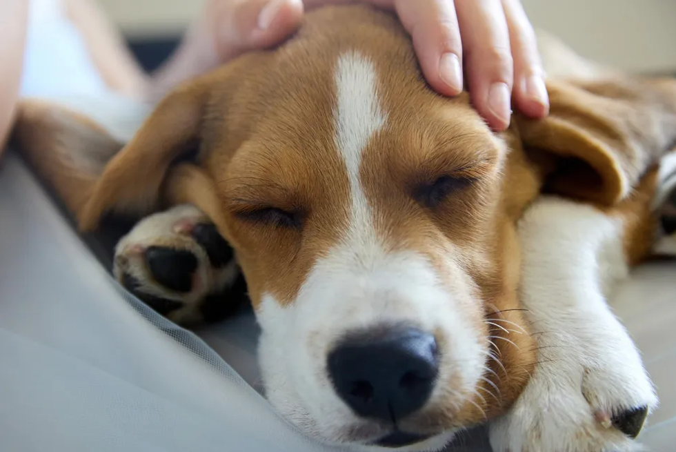 Dogs can smell when humans are stressed indy100