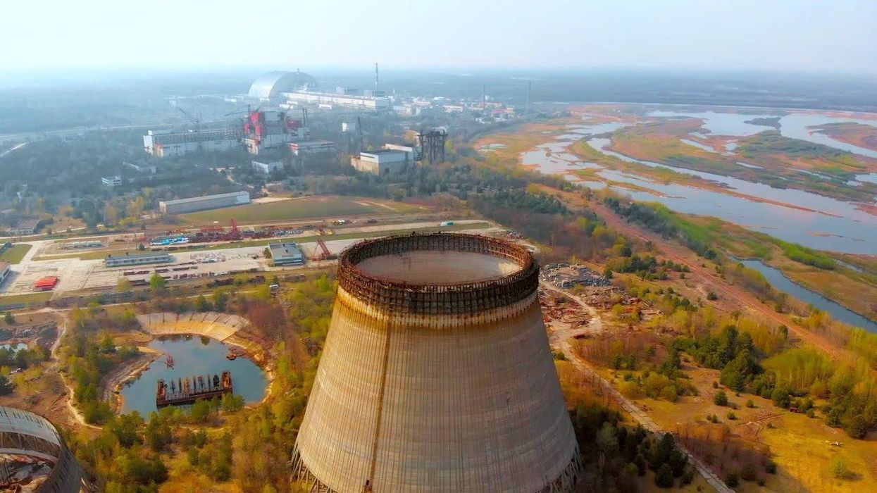 Chernobyl dogs are evolving – and even have unique genetics