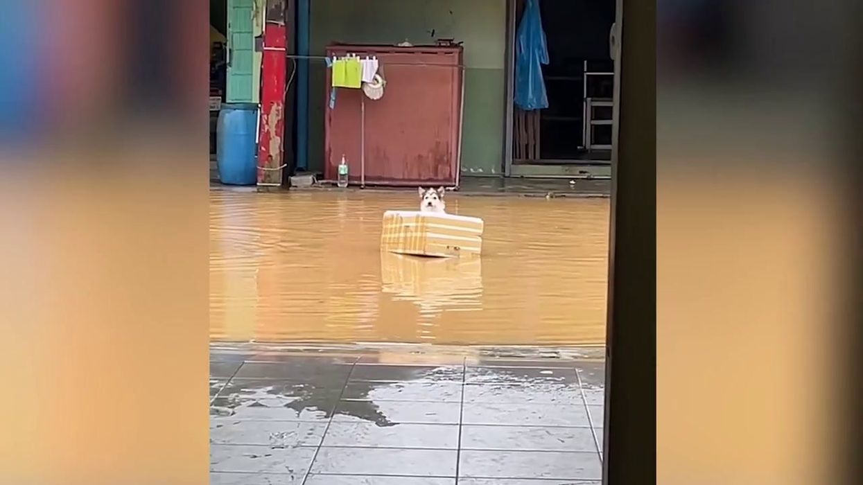 Dogs casually float down street in Styrofoam boxes to escape Thai floods